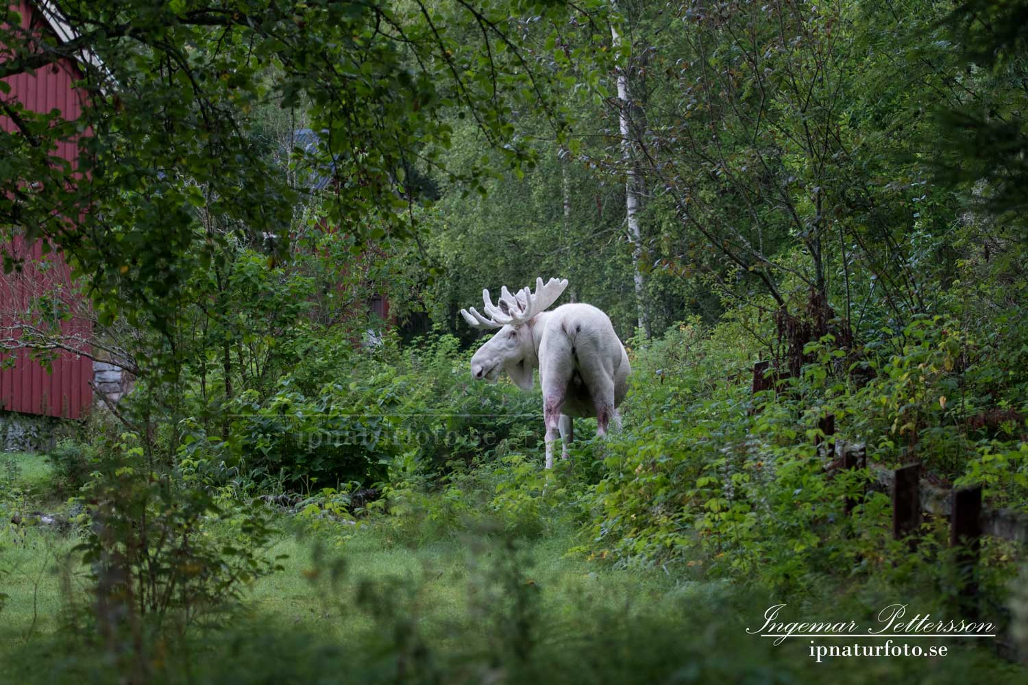 elch_leucism_alg_algjakt_albino_whitemoose_white_moose_spirit_moose_ipnaturfoto_vit_alg_vitalg_va326