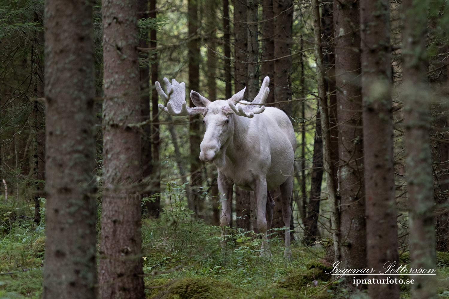 ipnaturfoto_se_white_moose_whitemoose_spiritmoose_sagoalg_alg_alces_vit_alg_vitalg_va318
