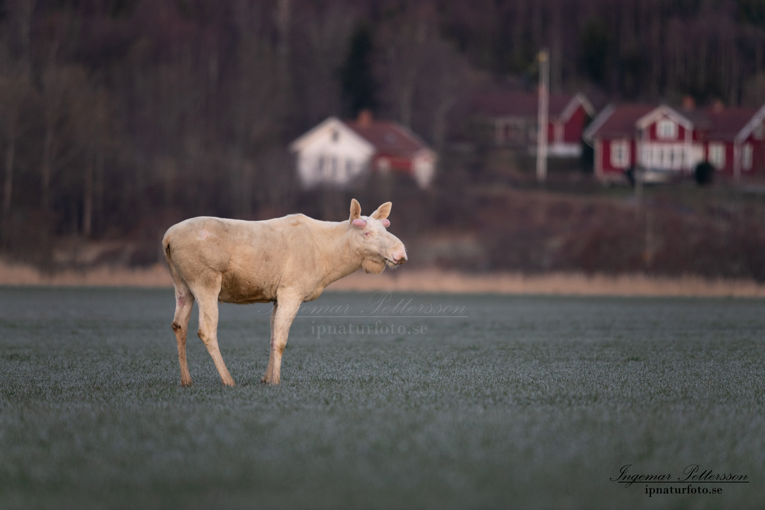 jordbrukslandskap_white_moose_vit_alg_tjur_algjakt_jakt_ipnaturfoto_se_va470
