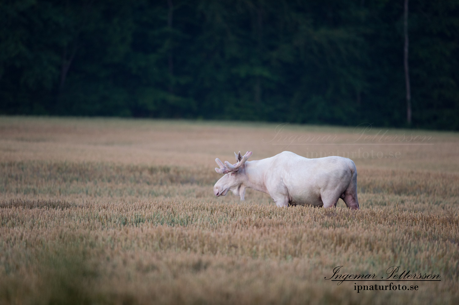 lantbruk_vitalg_alg_spiritmoose_whitemoose_white_moose_ipnaturfoto_ingemar_vit_alg_va306