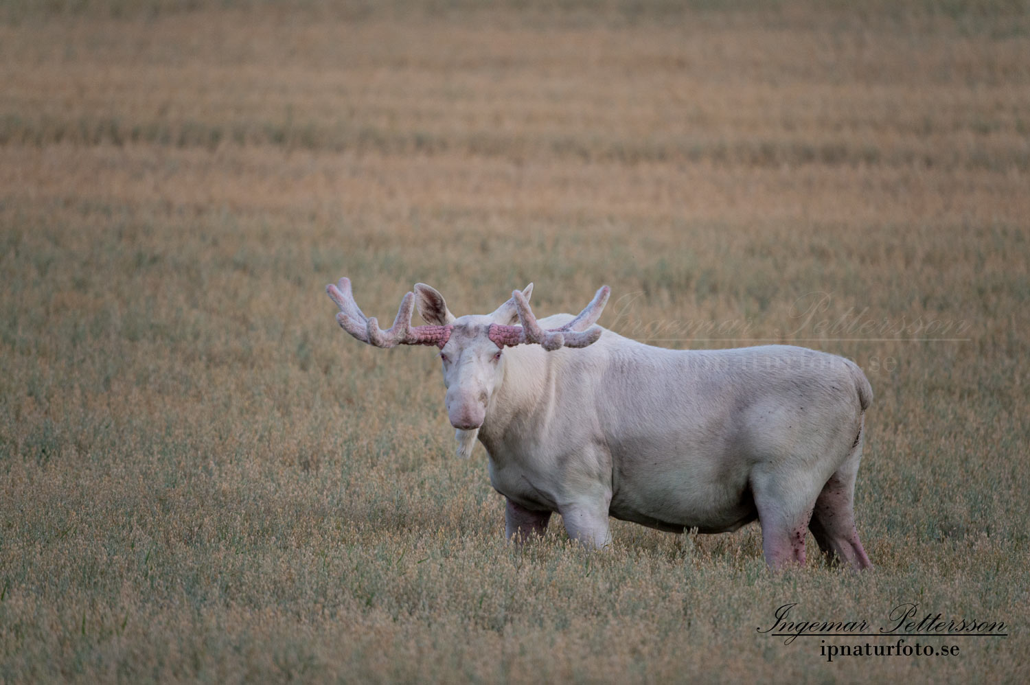 lantbruk_vitalg_alg_spiritmoose_whitemoose_white_moose_ipnaturfoto_ingemar_vit_alg_va439
