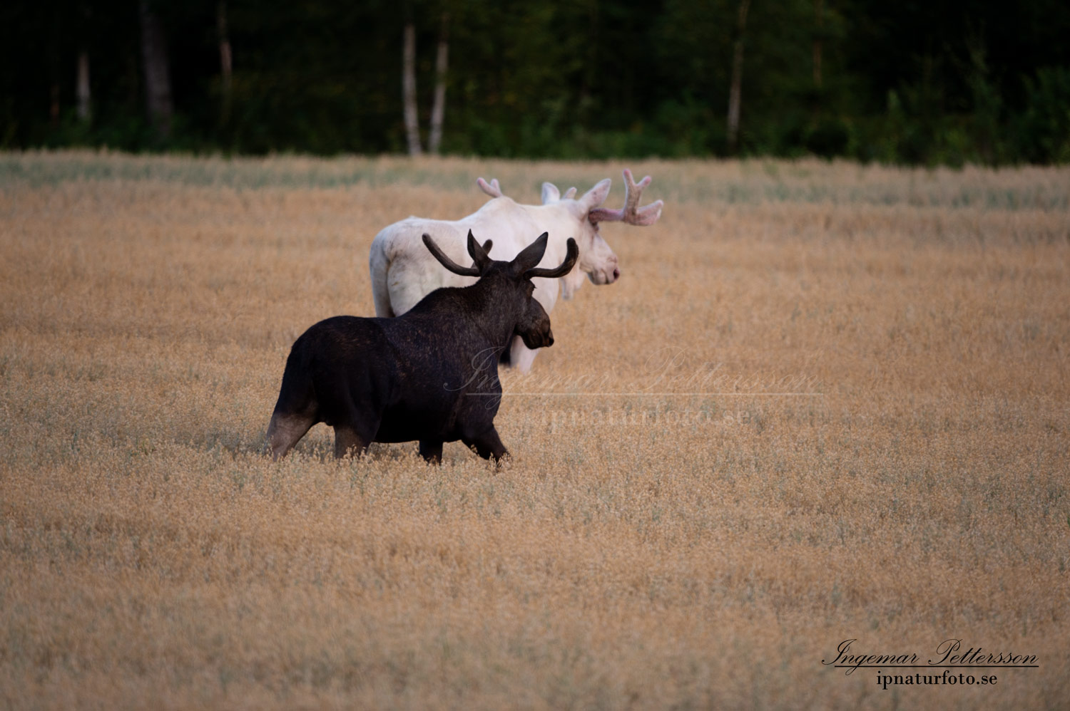 lantbruk_vitalg_alg_spiritmoose_whitemoose_white_moose_ipnaturfoto_ingemar_vit_alg_va446