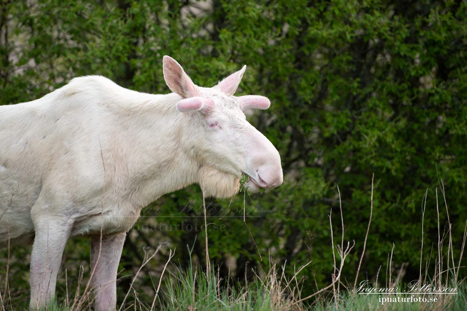 lecism_albino_vit_alg_white_moose_elch_alces_ipnaturfoto_se_ingemar_pettersson_spirit_moose_va488