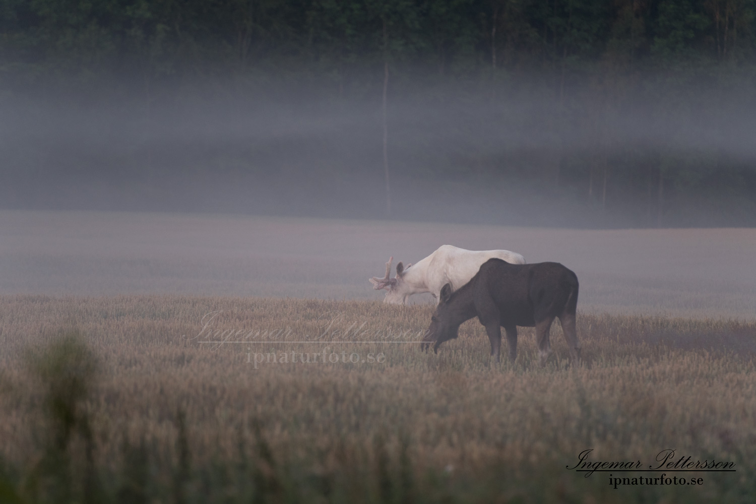 leucism_moose_vit_alg_vitalg_sagoalg_white_moose_whitemoose_spiritmoose_spirit_va314
