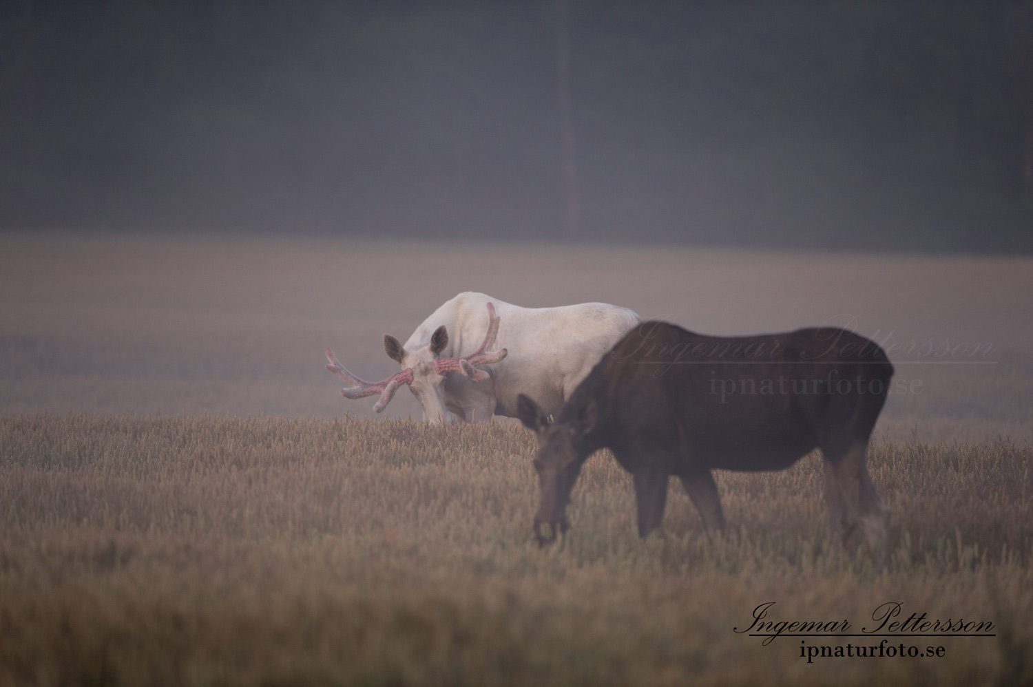 moose_algjakt_leucism_sagoalg_spiritmoose_naturfoto_natur_naturskyddsforeningen_ipnaturfoto_vitalg_va305