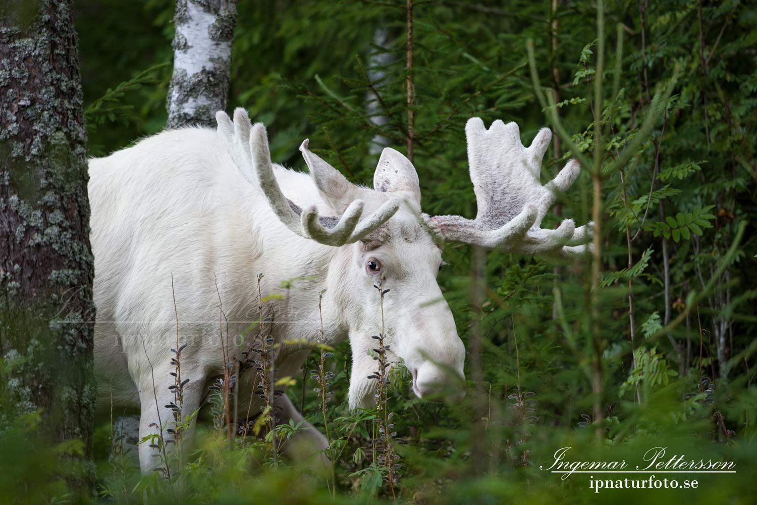 moose_spirit_moose_elch_varmland_ingemar_pettersson_sagoalg_leucism_albinoalg_spiritmoose_whitemoose_va324