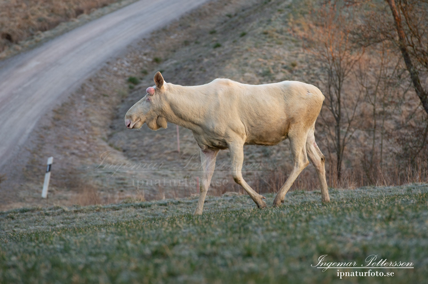 moose_whitemoose_vitalg_alces_elch_spiritmoose_jakt_algtjur_hunting_ipnaturfoto_se_va467