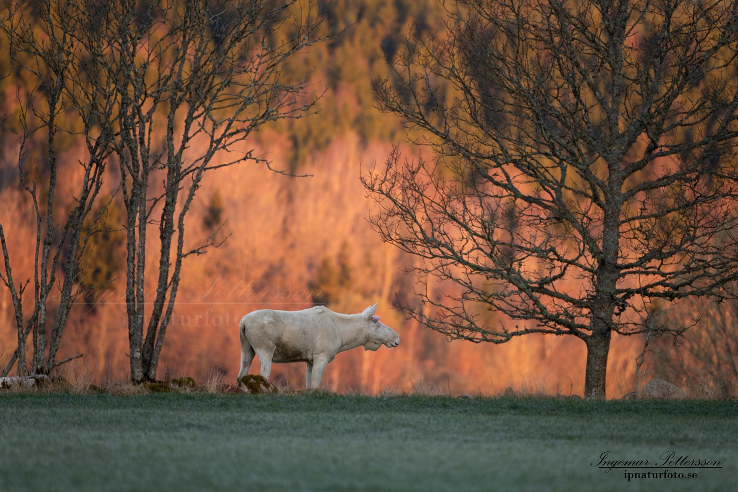 munkedal_vit_alg_white_moose_elch_alces_spiritmoose_leucism_albino_ingemar_pettersson_va484