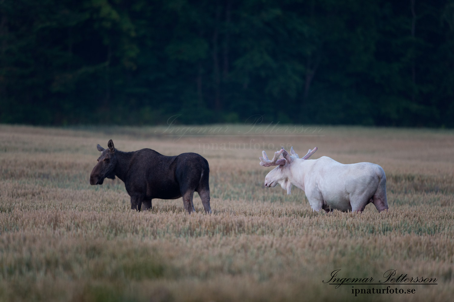 sagoalg_alg_alces_jakt_algjakt_kviga_spiritmoose_vitalg_vit_alg_ipnaturfoto_va308