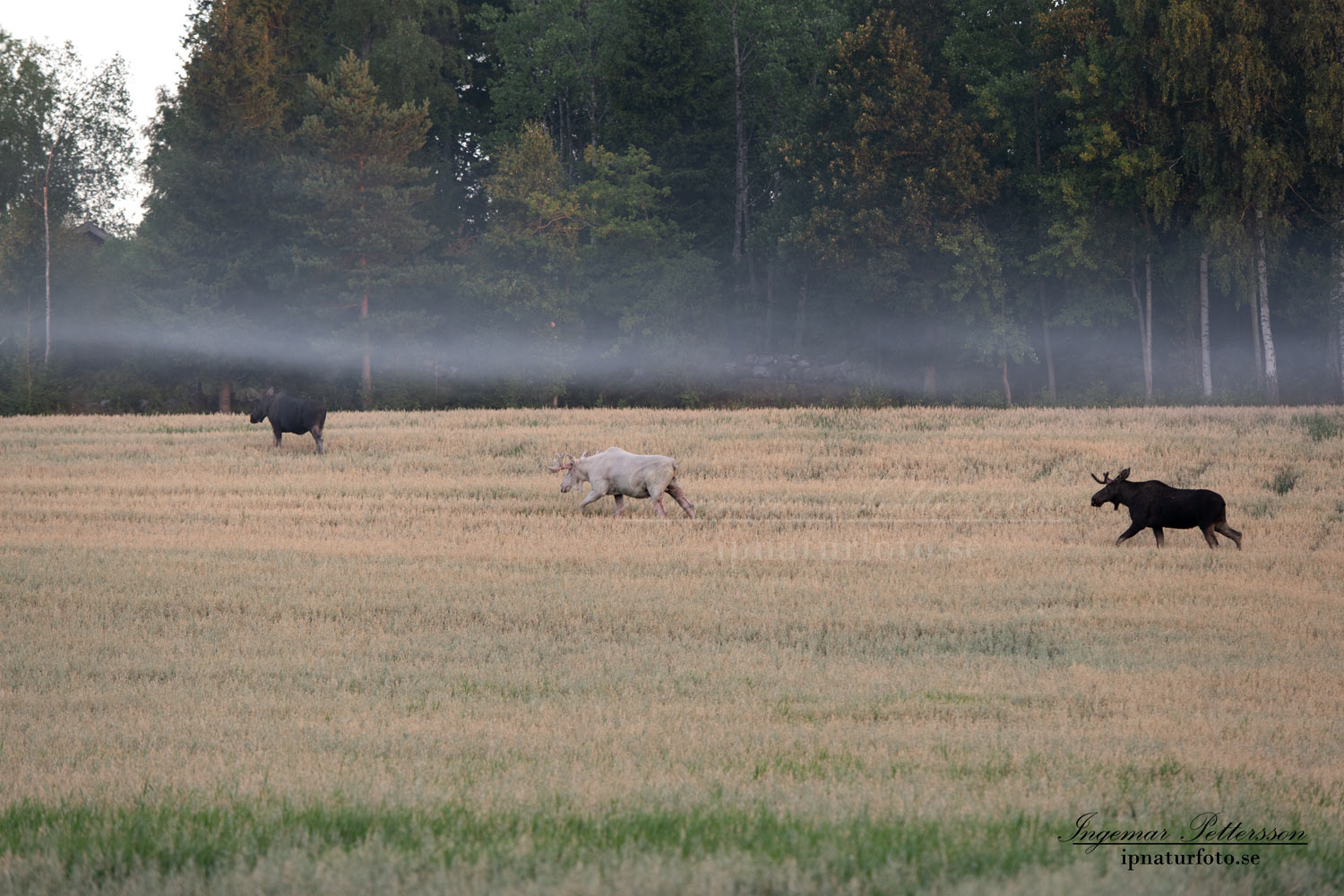 sagoalg_alg_alces_jakt_algjakt_kviga_spiritmoose_vitalg_vit_alg_ipnaturfoto_va435