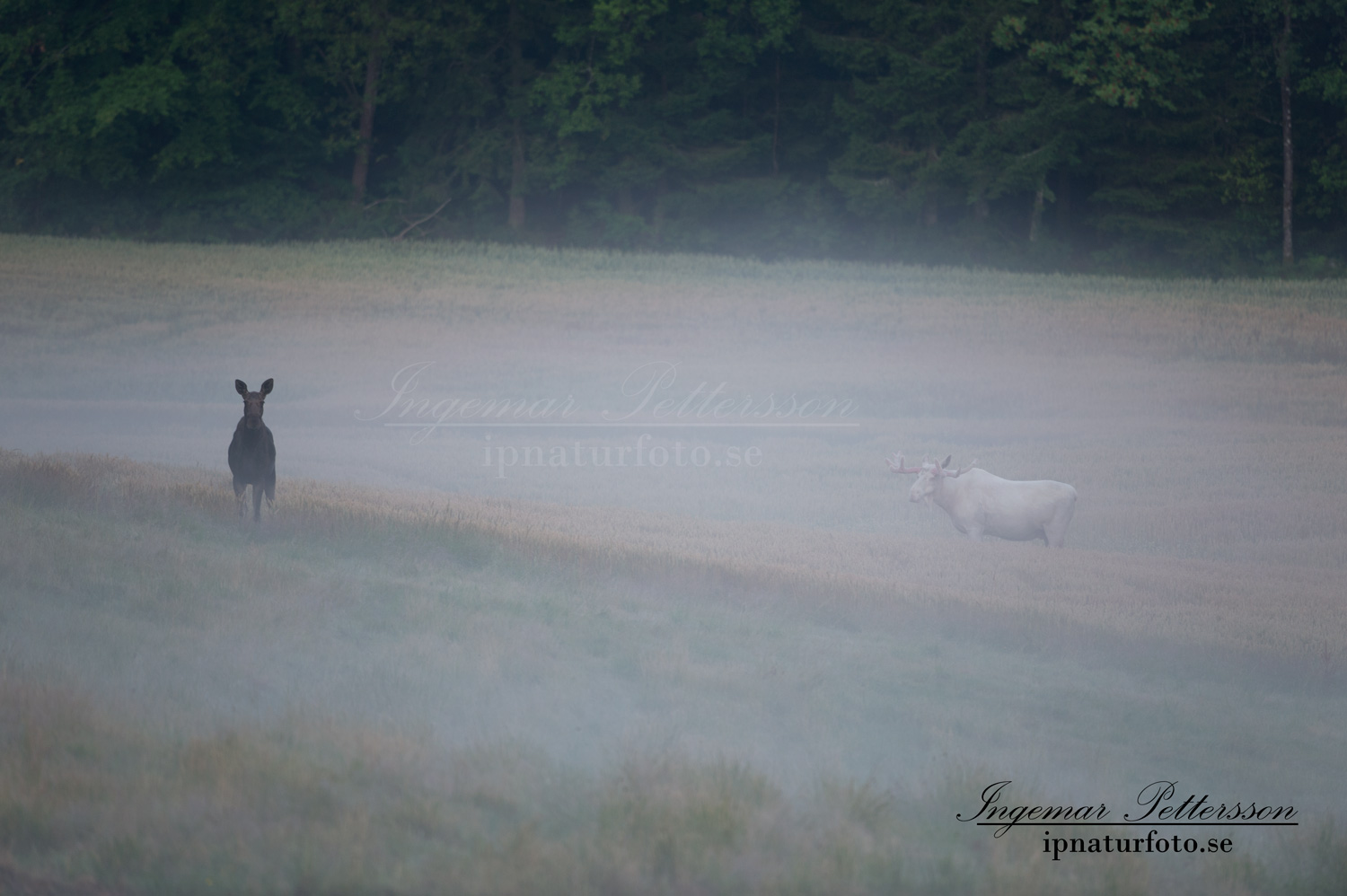 spirit_moose_spiritmoose_vit_alg_vitalg_alces_elch_ingemar_pettersson_ipnaturfoto_va311