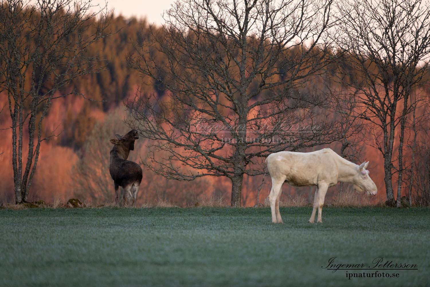 spirit_moose_white_moose_vit_alg_algtjur_vitalg_whitemoose_leucsim_ferdinand_sagoalg_va483