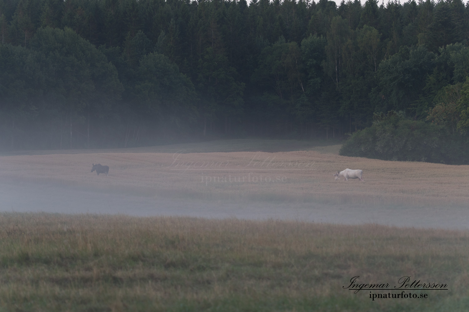 spiritmoose_vit_alg_white_moose_sagoalg_whitemoose_leucism_algjakt_spannmal_lrf_va315