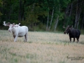 alces_svensk_jakt_ipnaturfoto_leucism_albino_spiritmoose_moose_elch_ingemar_pettersson_va450