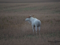 alces_svensk_jakt_ipnaturfoto_leucism_albino_spiritmoose_moose_elch_ingemar_pettersson_va458