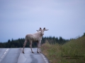 alg_vit_ipnaturfoto_se_va32.jpg