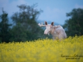 alg_vit_ipnaturfoto_se_va49.jpg