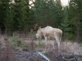 alg_vit_leucism_ipnaturfoto_se_moose_va285