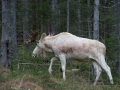 alg_vit_leucism_moose_elch_alces_ipnaturfoto_se_va266