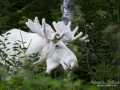 elch_alces_moose_algjakt_tjur_spiritmoose_sagoalg_whitemoose_white_moose_ingemar_pettersson_va325