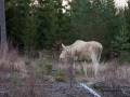 elch_alces_vit_alg_white_moose_ipnaturfoto_se_va287