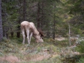 elch_moose_vit_alg_whitemoose_ipnaturfoto-se_va273