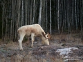 elch_whitemoose_moose_ipnaturfoto_se_va262