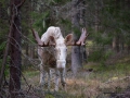 ingemar_pettersson_alg_vitalg_whitemoose_alces_ipnaturfoto_se_va279