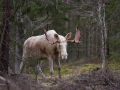 ingemar_pettersson_leucism_ipnaturfoto_se_vit_alg_va283