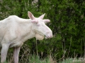 lecism_albino_vit_alg_white_moose_elch_alces_ipnaturfoto_se_ingemar_pettersson_spirit_moose_va488