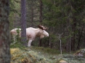 leucism_elch_moose_alces_ipnaturfoto_se_va272