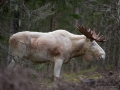 leucism_ipnaturfoto_se_white_moose_vit_alg_ingemar_va281