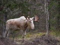 leucism_whitemoose_moose_alces_ipnaturfoto_se_vitalg_va280