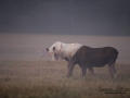 moose_algjakt_leucism_sagoalg_spiritmoose_naturfoto_natur_naturskyddsforeningen_ipnaturfoto_vitalg_va305