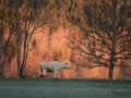 munkedal_vit_alg_white_moose_elch_alces_spiritmoose_leucism_albino_ingemar_pettersson_va484