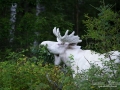 varmland_spiritmoose_leucism_albino_albinoalg_ipnaturfoto_se_sagoalg_enhorning_unicorn_ipnaturfoto_se_va323