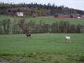 vit_alg_elch_spirit_moose_naturfilm_ipnaturfoto_va402