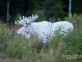 vit_alg_ipnaturfoto_moose_va240