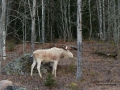 vit_alg_ipnaturfoto_se_alces_white_moose_va264