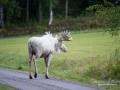 vit_alg_ipnaturfoto_se_elch_va250