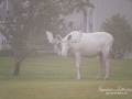 vit_alg_ipnaturfoto_se_elch_white_moose_va256