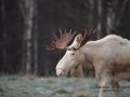 vit_alg_ipnaturfoto_se_ingemar_pettersson_moose_alces_va290