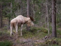 vit_alg_ipnaturfoto_se_ingemar_pettersson_whitemoose_alces_va278