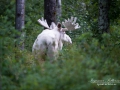 vit_alg_ipnaturfoto_se_moose_elch_va248