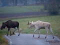 vit_alg_ipnaturfoto_se_va96