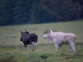 vit_alg_ipnaturfoto_se_va97
