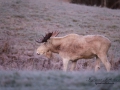 vit_alg_ipnaturfoto_se_varmland_va123