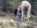 vit_alg_ipnaturfoto_se_varmland_va140