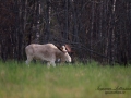 vit_alg_ipnaturfoto_se_varmland_va217