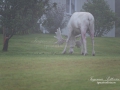 vit_alg_ipnaturfoto_se_varmland_va255
